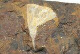 Fossil Ginkgo Leaf From North Dakota - Paleocene #247107-1